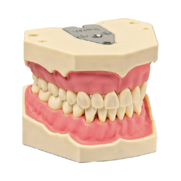 AG-3 Model Dinti Maxilar S Mandibular FRASACO GMBH