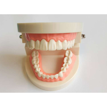 Model Dinti Standard 28 Dinti CLINIQUE