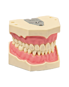 AG-3 Model Dinti Maxilar S Mandibular FRASACO GMBH