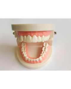 Model Dinti Standard 28 Dinti CLINIQUE